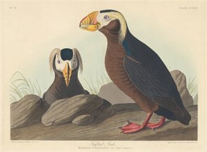 タフテッド オーク、1835 年。 作： Robert Havell