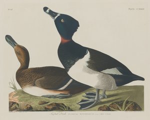 房状のアヒル、1834年。 作： Robert Havell