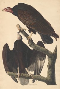 トルコノスリ、1832年。 作： Robert Havell