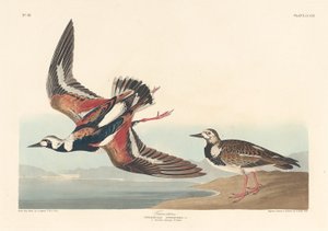 ターンストーン、1836年。 作： Robert Havell