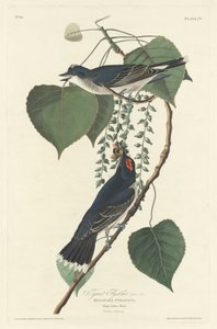 暴君ヒタキ、1830年。 作： Robert Havell