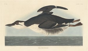 ウリア・ブルニキー、1835年。 作： Robert Havell