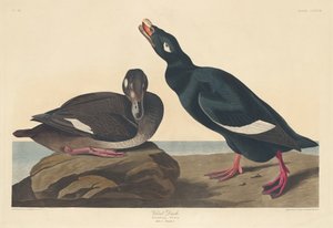 ベルベットダック、1835年。 作： Robert Havell