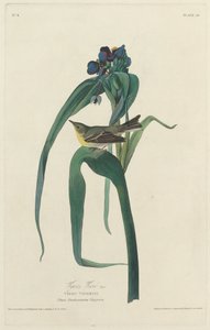 Vigors Vireo、1828年。 作： Robert Havell