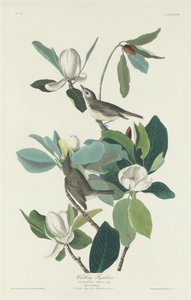ウグイスヒタキ、1831年。 作： Robert Havell