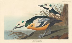 ウエスタンダック、1838年。 作： Robert Havell
