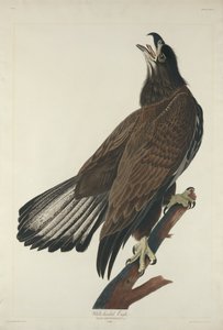 オジロワシ、1832年。 作： Robert Havell