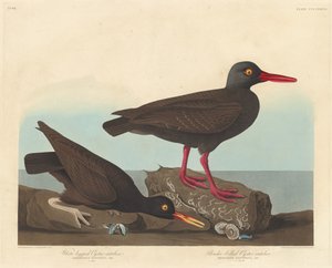 1838年、シロアシカキとスレンダーハシガキのカキ捕り。 作： Robert Havell
