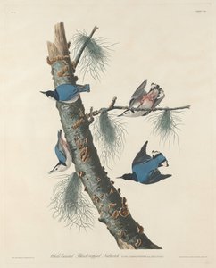 1832 年に製作された、白いブレストの黒い帽子をかぶったゴジュウカラ。 作： Robert Havell