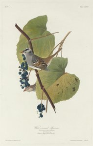 白冠のスズメ、1831年。 作： Robert Havell