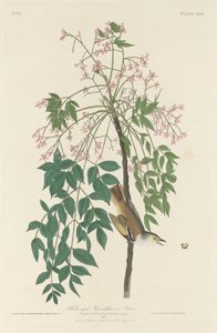 メジロフライキャッチャー、1829年。 作： Robert Havell