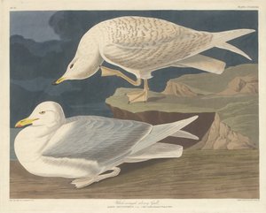 白い翼を持つ銀色のカモメ、1835 年。 作： Robert Havell