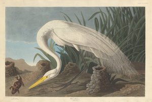白鷺、1837年。 作： Robert Havell