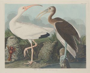 ホワイトイビス、1834年。 作： Robert Havell
