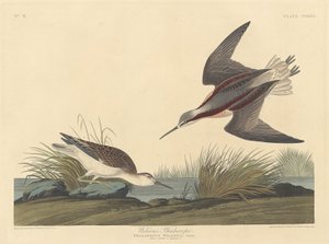 ウィルソンのファラロープ、1835年。 作： Robert Havell