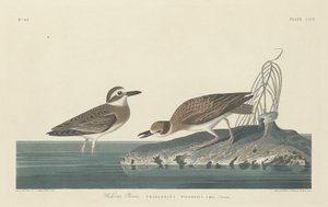 ウィルソンの千鳥、1834年。 作： Robert Havell