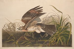 ウィンターホーク、1829年。 作： Robert Havell