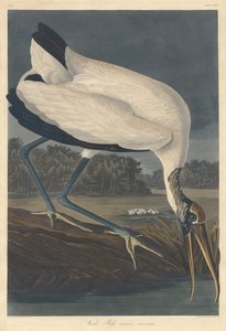 ウッドイビス、1834年。 作： Robert Havell