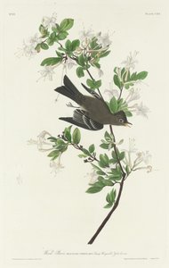 ウッド・ピーウィー、1831年。 作： Robert Havell