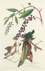 ワーブラー、1828年。 作： Robert Havell