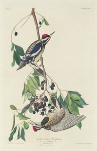 キツツキ、1834 年。 作： Robert Havell