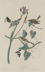 キクイロムシクイ、1832 年。 作： Robert Havell