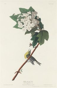 ノドジロビレオ、1831年。 作： Robert Havell
