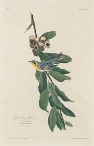 ノドジロムシクイ、1830年。 作： Robert Havell