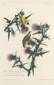 黄色い鳥またはアメリカのゴシキヒワ、1828年。 作： Robert Havell
