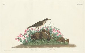 プレーリー タイトル シート 作： Robert Havell, Jr. after John James Audubon
