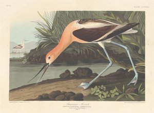 アメリカンアボセット 作： Robert Havell after John James Audubon