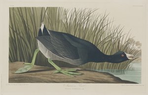 アメリカオオバン 作： Robert Havell after John James Audubon