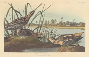 アメリカン・スナイプ 作： Robert Havell after John James Audubon