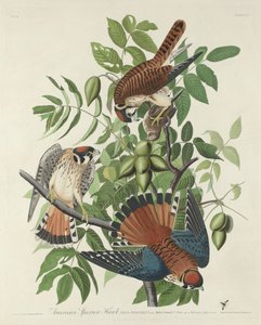 アメリカン・スパロウ・ホーク 作： Robert Havell after John James Audubon