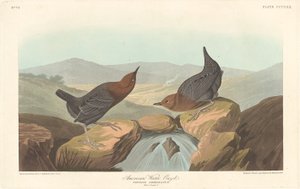 アメリカンウォーターオーゼル 作： Robert Havell after John James Audubon