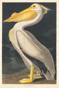 アメリカの白いペリカン 作： Robert Havell after John James Audubon