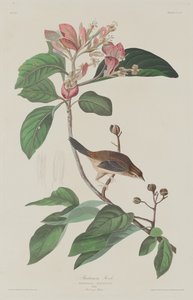 バックマンフィンチ 作： Robert Havell after John James Audubon
