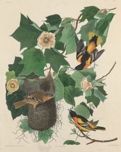 ボルチモア・オリオール 作： Robert Havell after John James Audubon