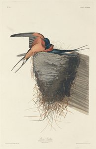 ツバメ 作： Robert Havell after John James Audubon