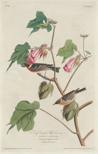 ベイブレスト ウグイス 作： Robert Havell after John James Audubon