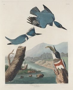 カワセミ 作： Robert Havell after John James Audubon