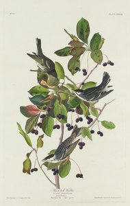 クロウグイス 作： Robert Havell after John James Audubon