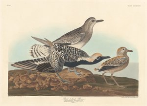 クロハラチドリ 作： Robert Havell after John James Audubon