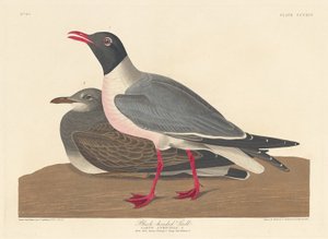 ユリカモメ 作： Robert Havell after John James Audubon