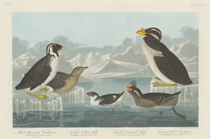 ノドジロウミウシ、ノビハシウミウシ、カールクレステッドウミウシ、ツノハシウミウシ 作： Robert Havell after John James Audubon