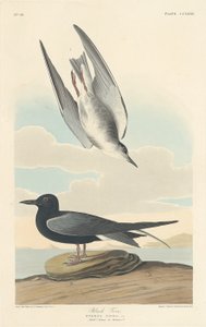 クロアジサシ 作： Robert Havell after John James Audubon