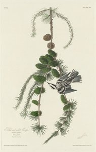 黒と白のクリーパー 作： Robert Havell after John James Audubon