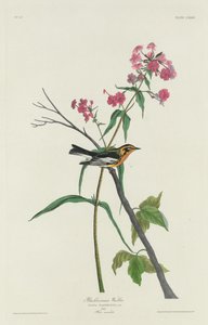 ブラックバーニアン ウグイス 作： Robert Havell after John James Audubon