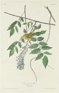 ブルーアイドイエローウグイス 作： Robert Havell after John James Audubon