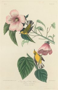 オオヨシキリウグイス 作： Robert Havell after John James Audubon